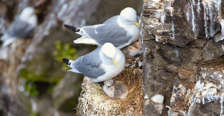 Seagull’s Nesting Habits Near the Sea