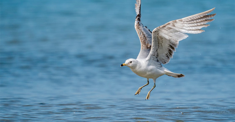 Seagulls Prefer the Environment of the Sea