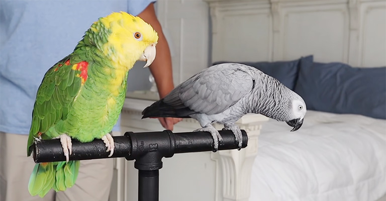 Signs of Aggression in Parrots