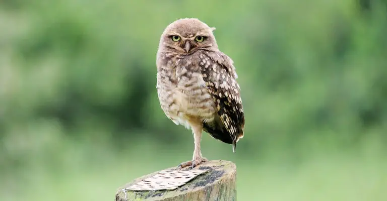 Spiritual Meaning of Seeing Owl 