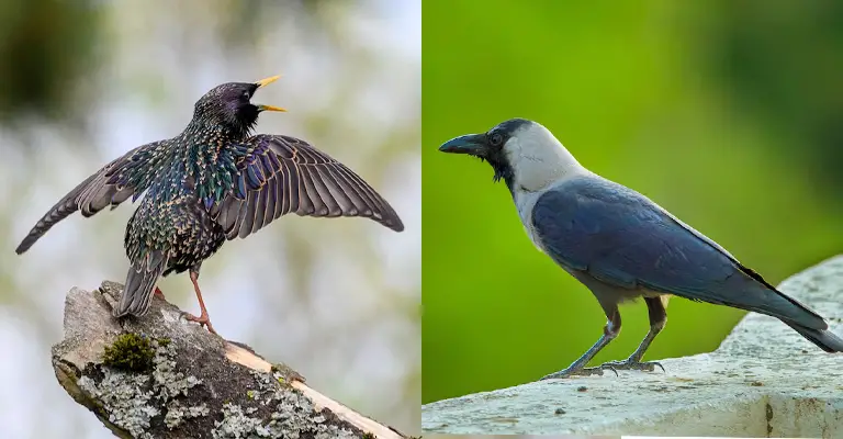 Starling Vs Crow: The Battle of the Black Birds