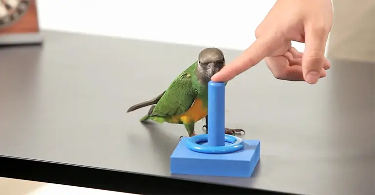 Step-by-Step Guidelines to Train a Conure
