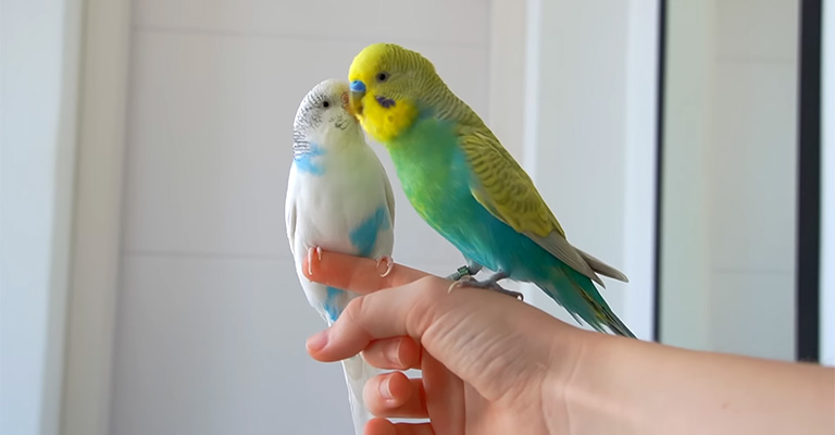 Why Does My Bird Stretch When He Sees Me