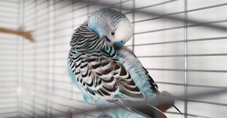 Treatment For Budgie Wings Slightly Open And Shaking