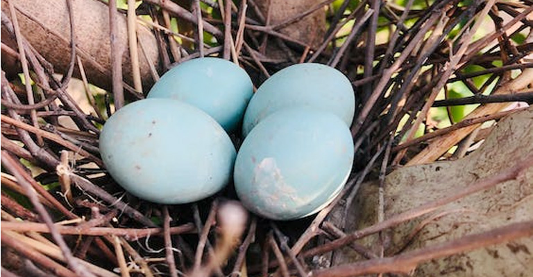 How Often Do Wild Birds Lay Eggs
