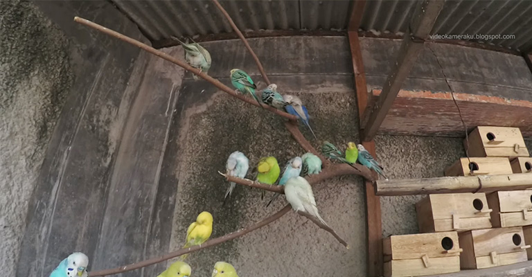 What Causes Night Fright In Parakeets