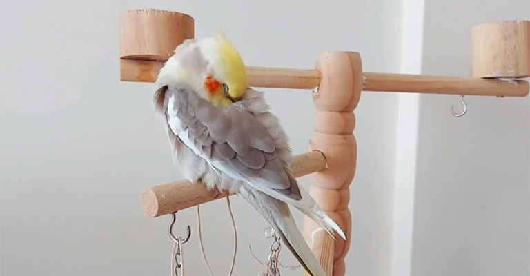 What Do Parrot Sleeping Positions Mean