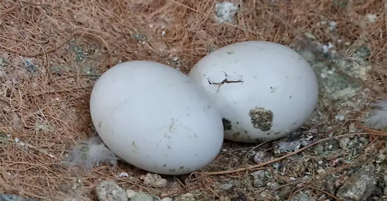 What Factors Affect Dove Egg Hatching?