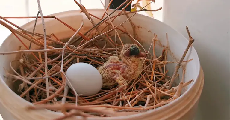 What Happens If Dove Eggs Don't Hatch
