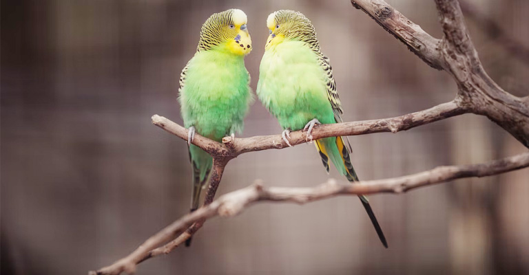 What To Do If Your Parakeet Needs Treatment For Tail Bobbing