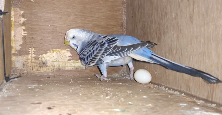 What to Do When Parakeets Lay Eggs