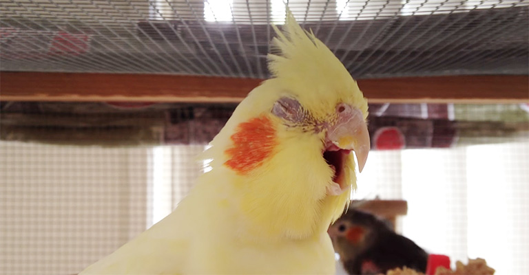 When Should You Worry About Your Cockatiel's Yawning
