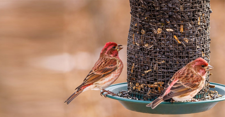 Why Are Birds Not Eating Nyjer Seed?- Reasons and Tips for Feeding