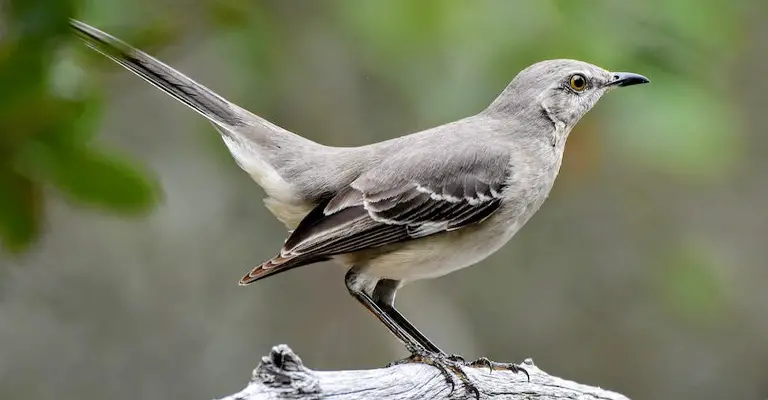 Why Are Mockingbirds So Aggressive