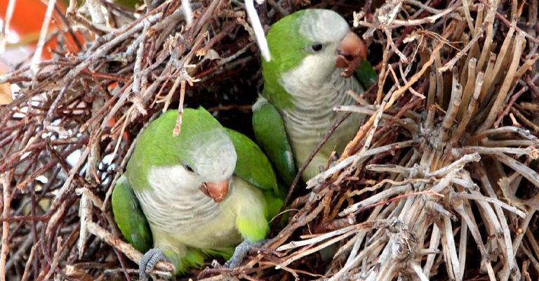 Quaker Parrots Illegal In Some States