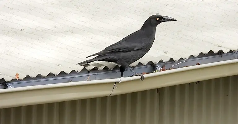 Why Do Birds Clean Out Gutters: Unraveling the Avian Cleaning Crew