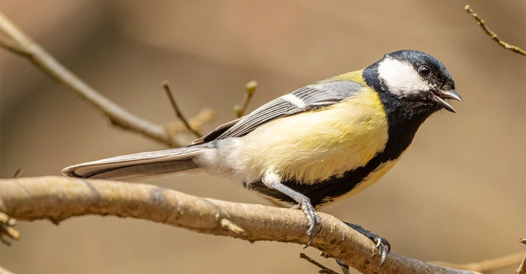 Why Do Birds Sit With Their Beaks Open