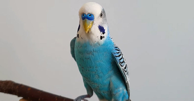 Why Do Budgies Hold Their Wings Up