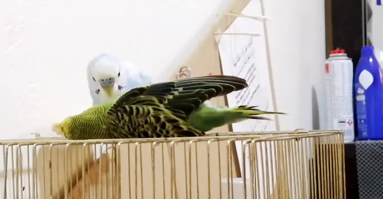 Why Do Budgies Keep Dying