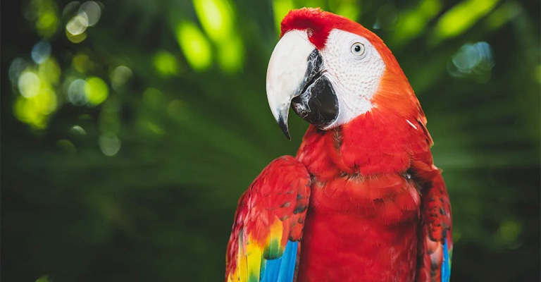 Why Do Parrots Bob Their Heads