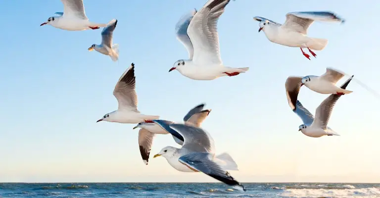 Why Do Seagulls Fly Over the Sea