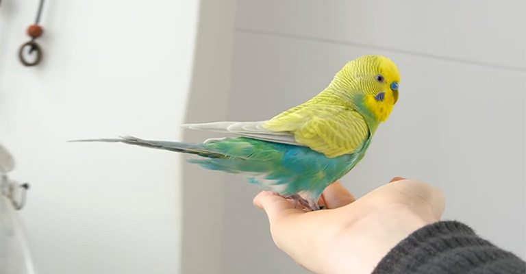 Why Does My Bird Stretch When He Sees Me