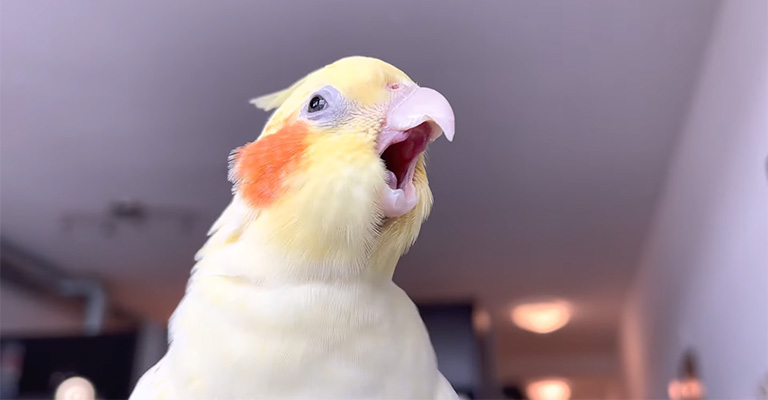 Why Does My Cockatiel Keep Yawning