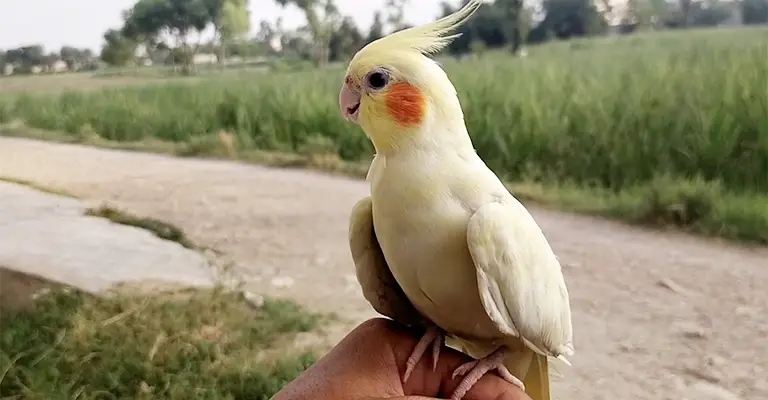 Why Does My Cockatiel Shake- Reasons and What to Do