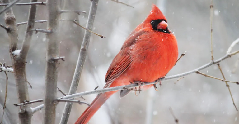 Why Have My Cardinals Disappeared?