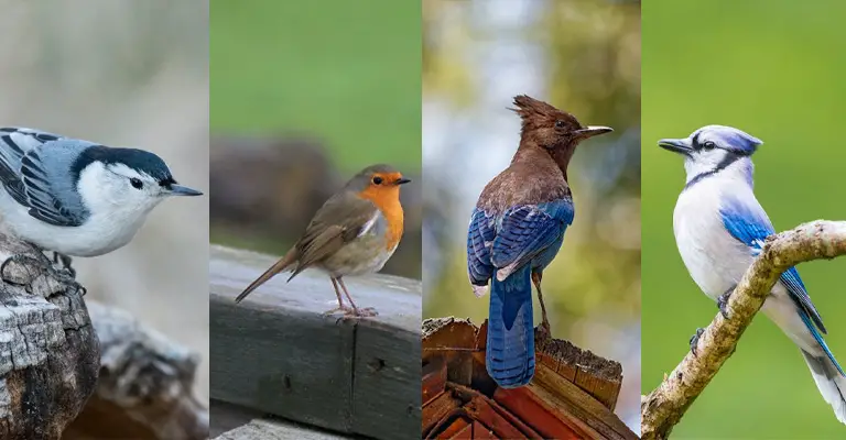 Why Is It Important to Understand the Classification of Birds