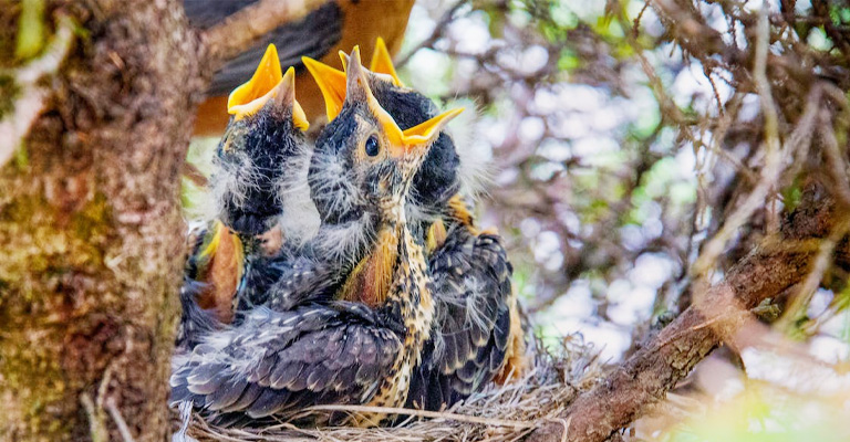 Why Is My Baby Bird Chirping So Much? [The Melodious Mystery]