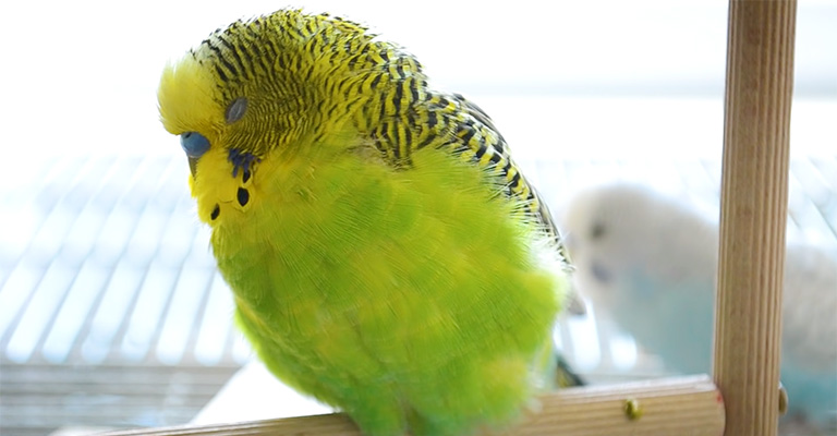 Why Is My Bird Sleeping So Much- Causes, Diagnosis And Treatment