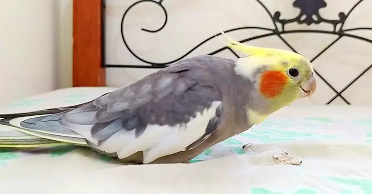 Why Is My Cockatiel Shaking from Different Body Parts