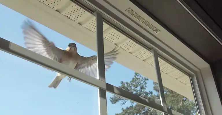 Why is My Bird Bleeding from Beak after Hitting Window