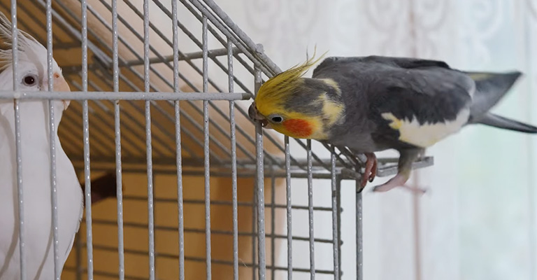 Why is My Female Cockatiel Suddenly Aggressive?