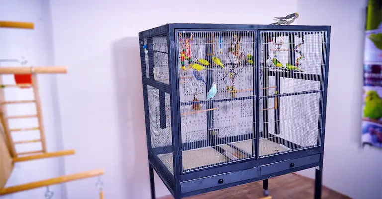 Bird Safe Paint for Cage - 10 Facts