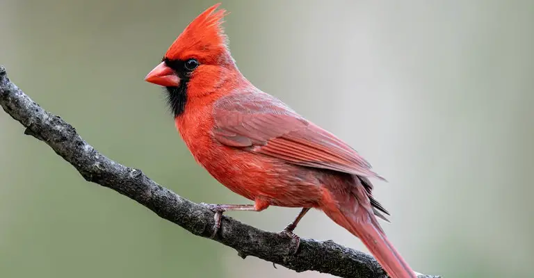You Have Changed the Feeders of Your Cardinal and They Are Not Cardinal Friendly