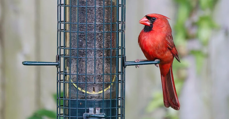 You Might Not Be Using the Right Cardinal Food