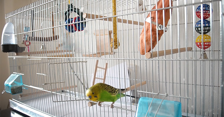 You Need to Maintain Your Bird Cage After Painting It