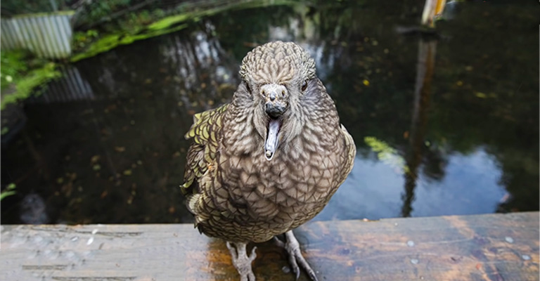 How To Treat A Bird With A Broken Beak