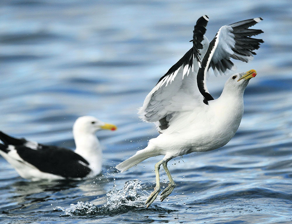 Behavioral Patterns of Seagulls