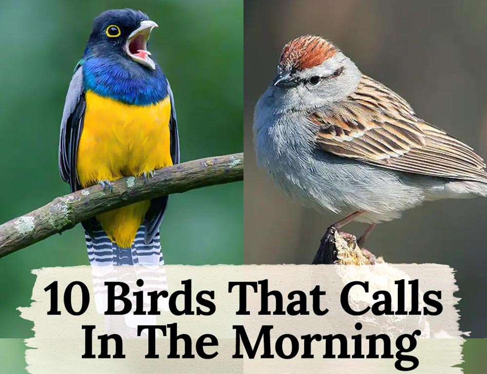 The Dawn Chorus: A Guide to 10 Birds That Sing Before Sunrise - The ...