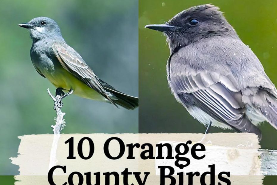 birds in orange county