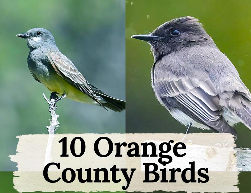 10 Orange County Birds You Need to See Before You Die The Worlds