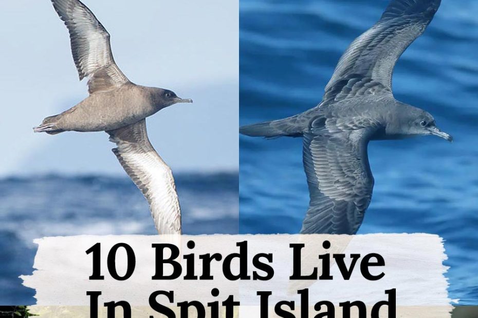 birds in spit island