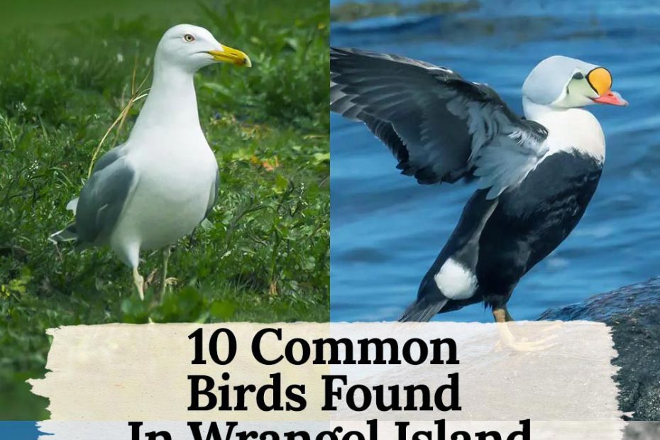 birds in wrangel island