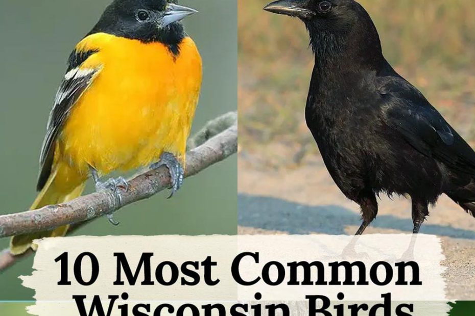 10 most common birds in wisconsin