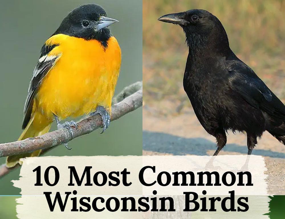 The 10 Most Common Wisconsin Birds And How They Benefit The Environment
