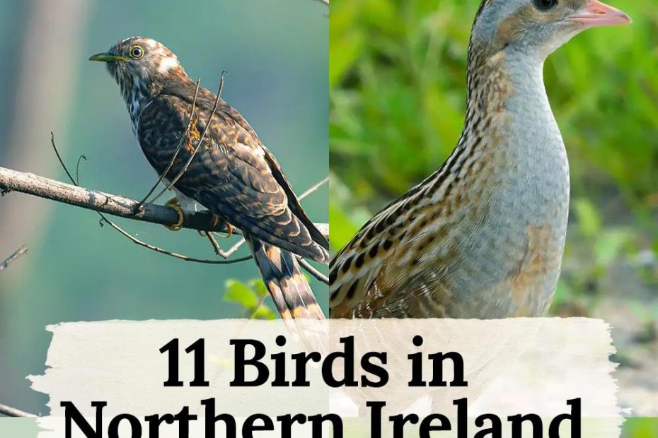 birds in Northern Ireland