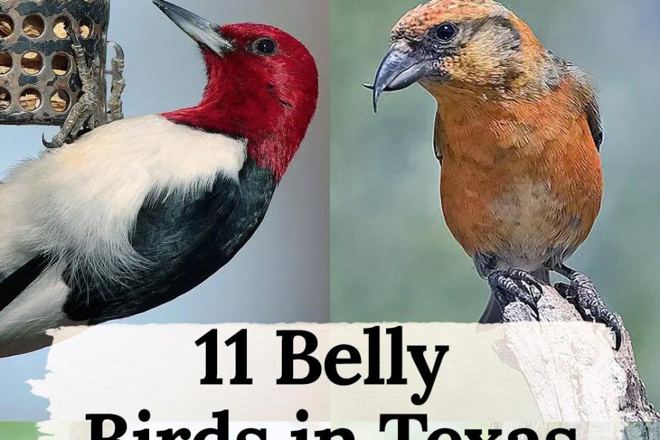 belly birds in texas